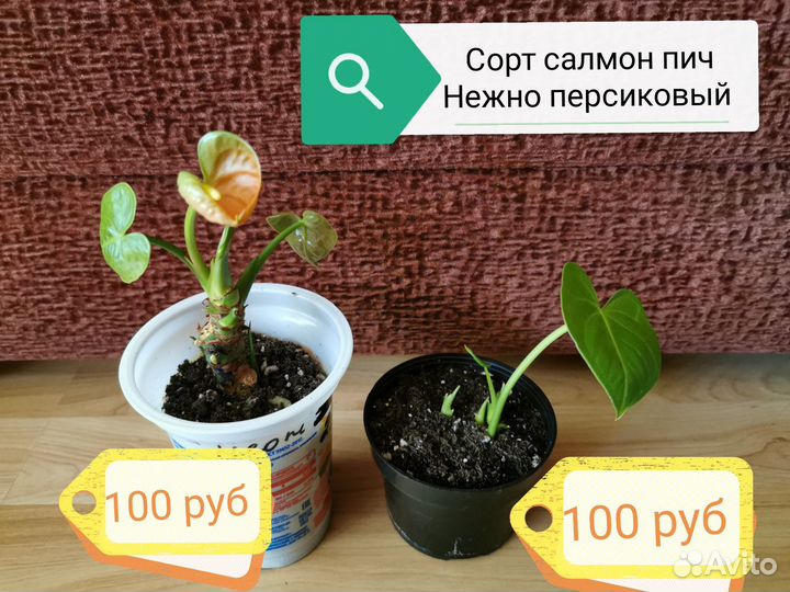 Антуриум салмон пич, редкий сорт