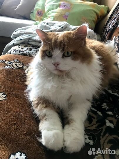 Передержка кошек на время отпуска