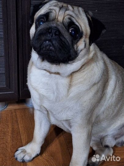 Мопс вязка мальчик