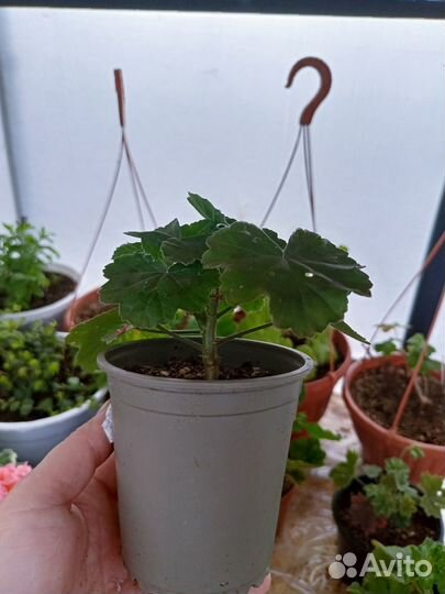 Пеларгония