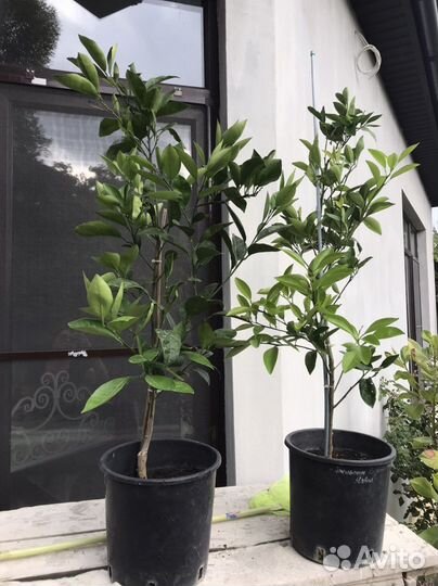 Апельсин Мандарин