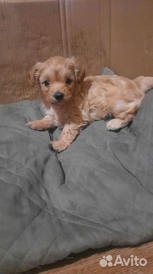 Йоркширский терьер