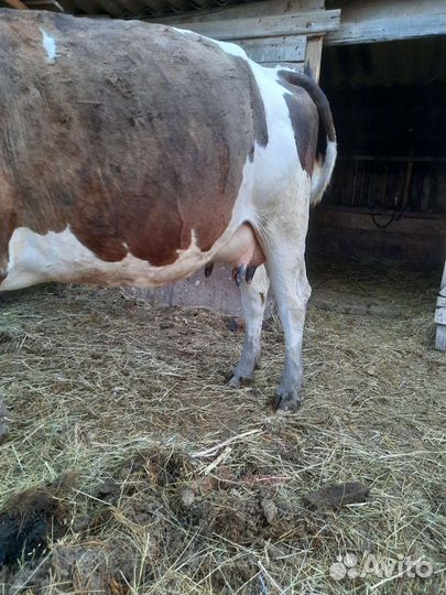 Продаются дойные коровы цена договорная