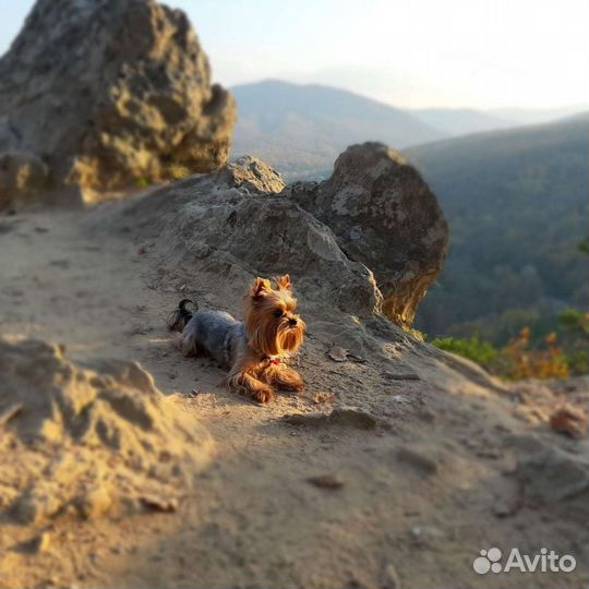 Йоркширский терьер на вязку