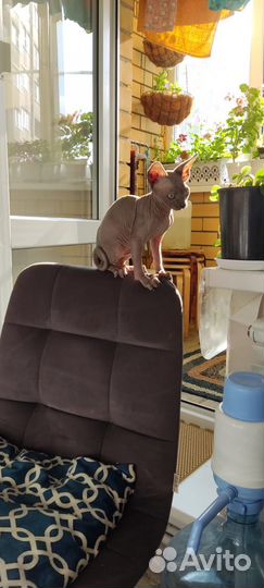 Котята сфинкс