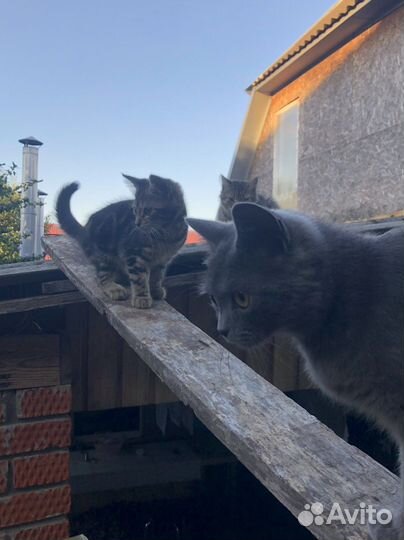 Котенок, кошка