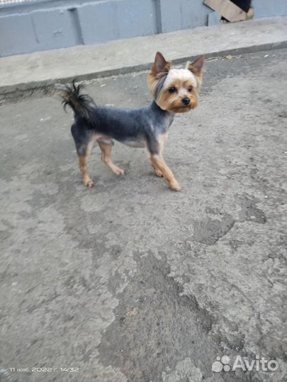 Йоркширский терьер щенки