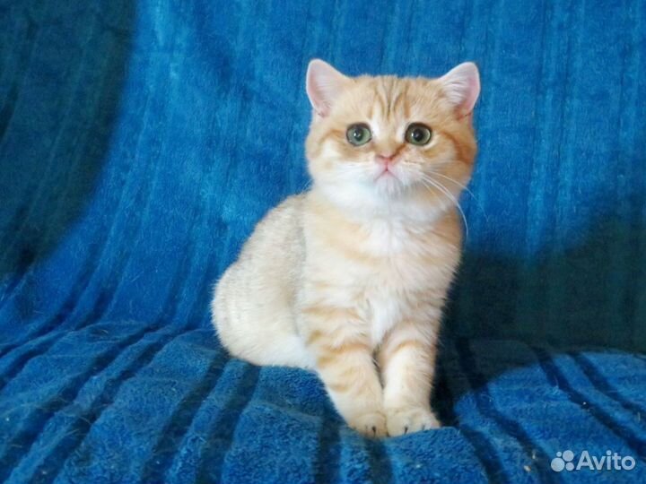 Мальчик золотой