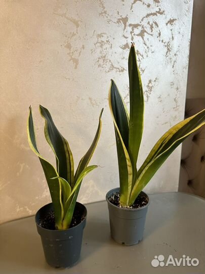 Сансевиерия сортовая