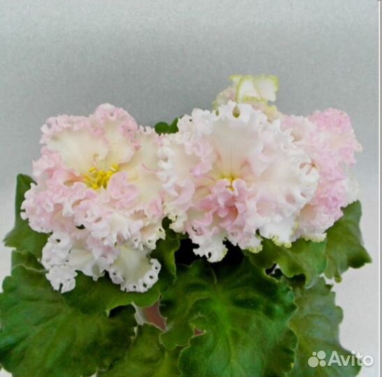 Сортовые фиалки