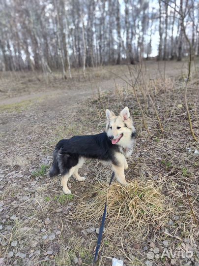 Спасите из приюта