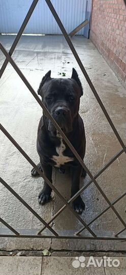 Вязка Кане-корсо