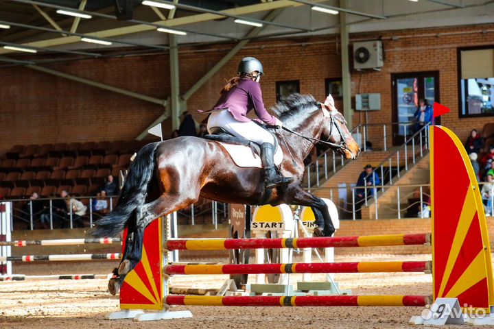 Великолепный конь в аренду