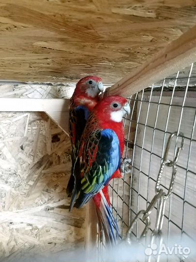 Бернардовые попугаи и розеллы