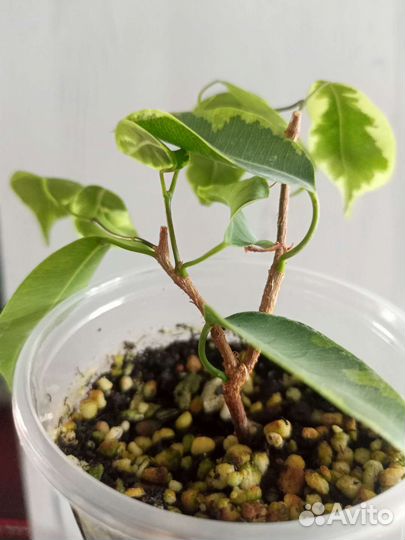 Фикус Вианди вариегатный