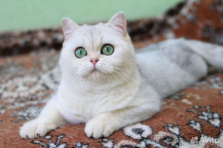 Серебристая шиншилла уже стерилизована