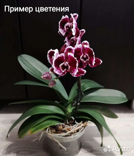 Орхидеи редкие сорта Тайвань