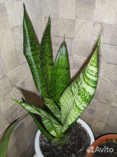 Сансевиерия зейланика, робуста