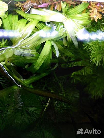 Аквариумные растения