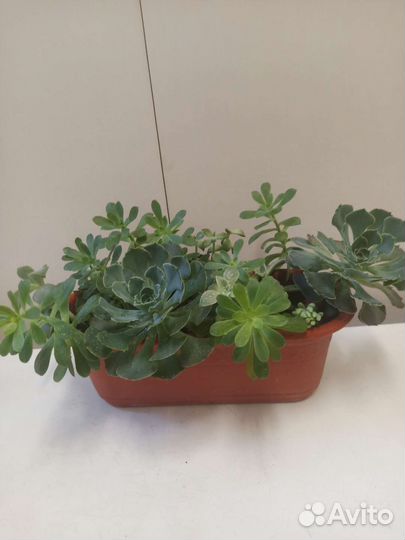 Наборы суккулентов и не только для подарка