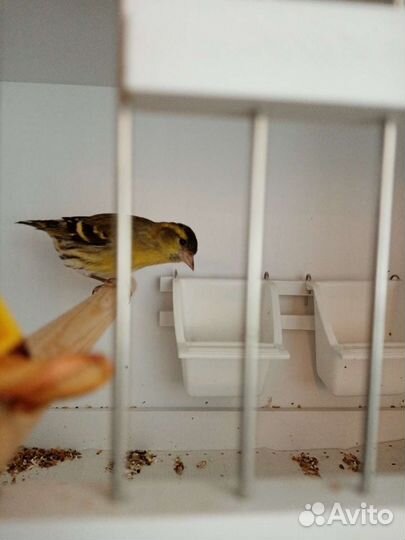 Птицы певчие