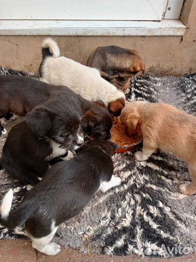 Щенки