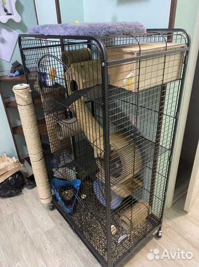 Шиншилы с клеткой