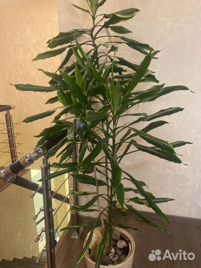 Драцена душистая