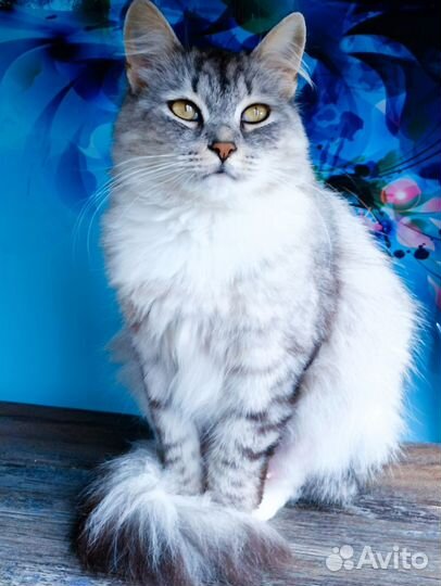 Кошка Мася, 2 года