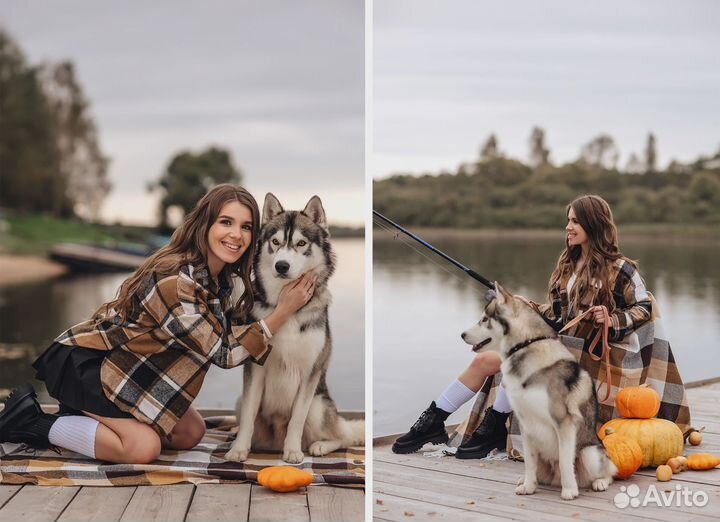 Вязка кобеля волкособа