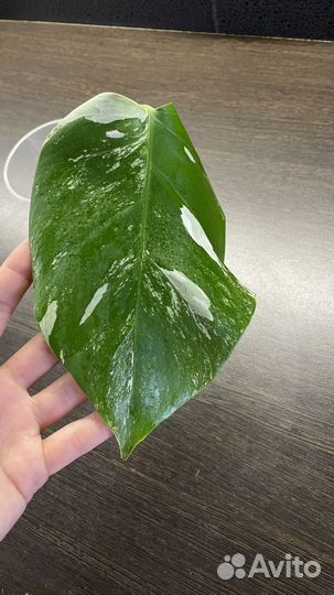 Монстера вариегатная Альба укорененная