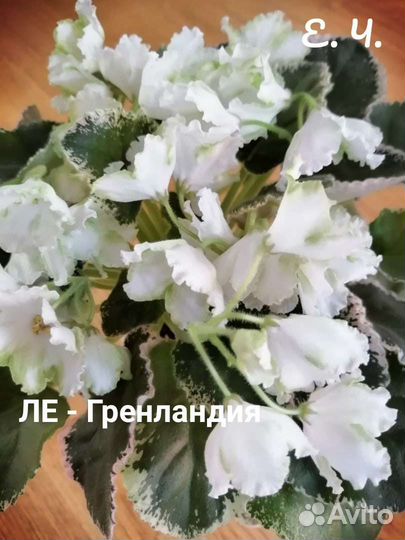 Сортовые фиалки