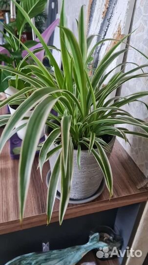 Хлорофитум хохлатый лаксум (вариегатный)