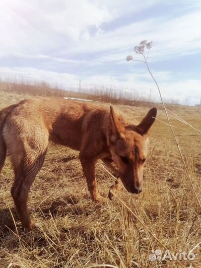 Собака в добрые руки