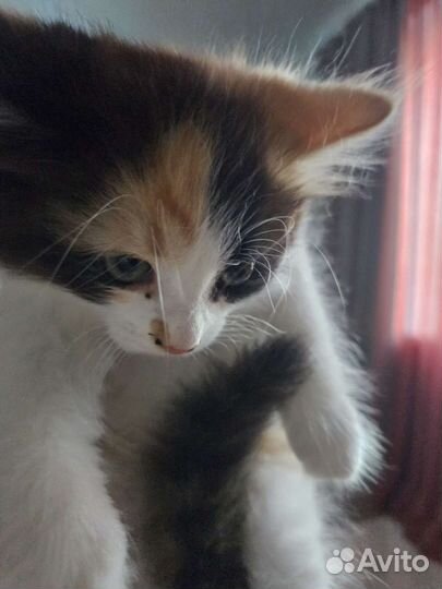 Котенок в добрые руки