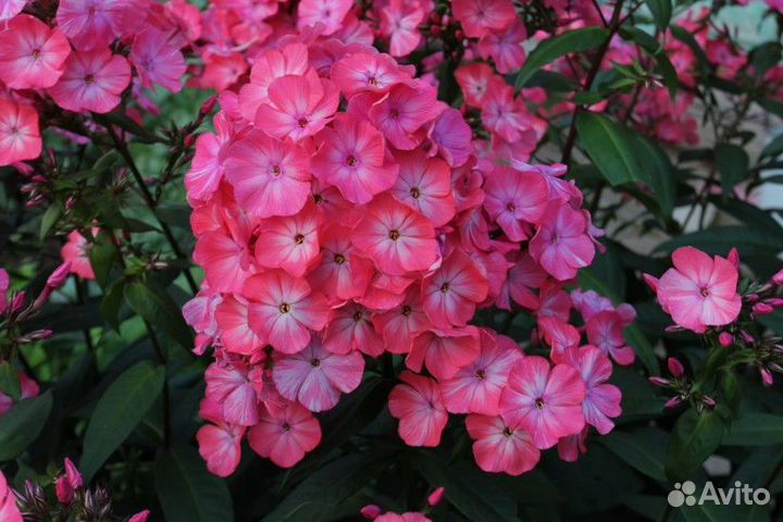 Флоксы 5 сортов