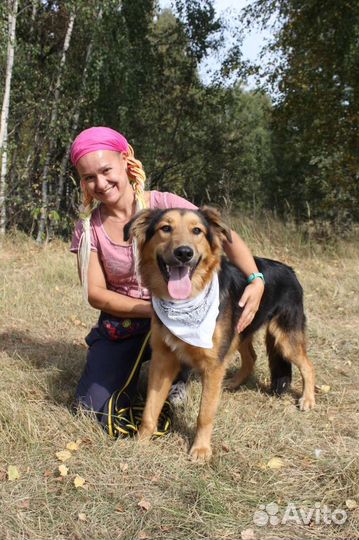 Собака в добрые руки отдам бесплатно