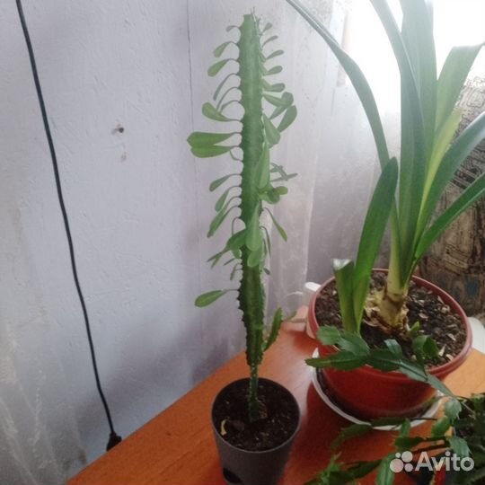 Молочай трехгранный