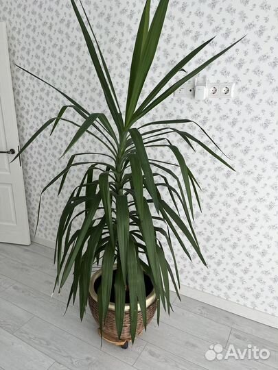 Пальма Юкка