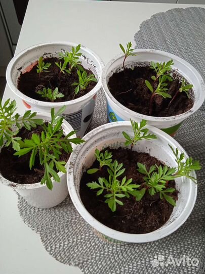 Рассада бархатцев