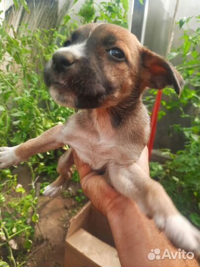 Отдам щенков