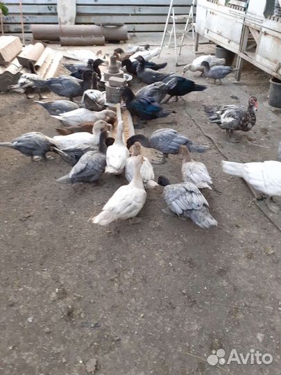 Мускусные утята индоутки