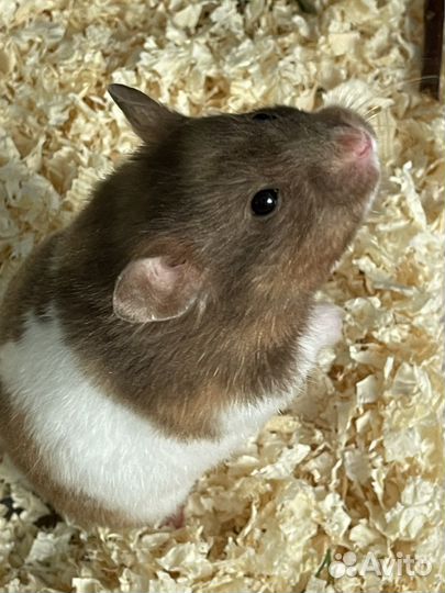 Сирийский хомяк. Крупная (253г) трёхцветная дама