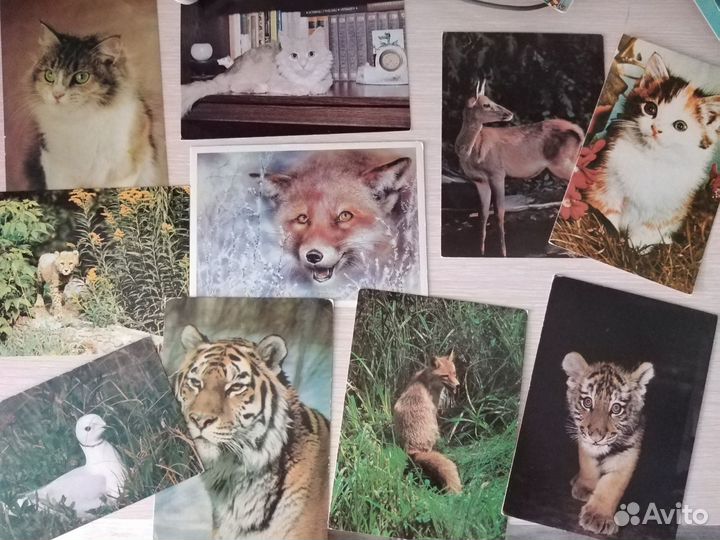 Открытки с животными