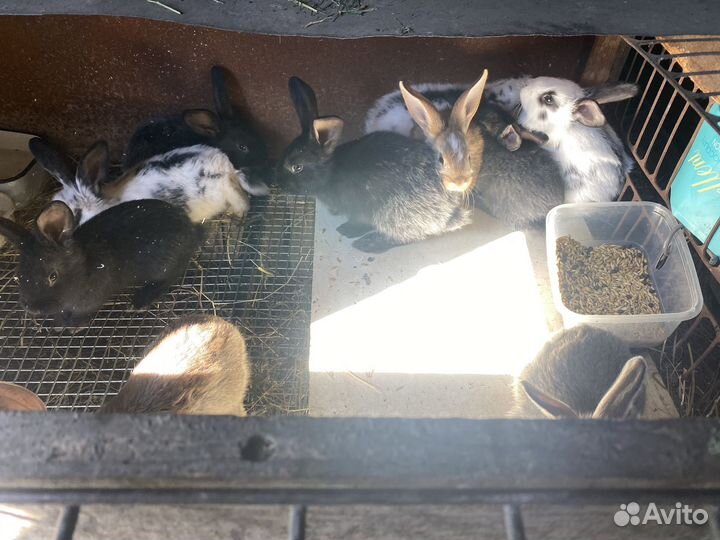 Крольчата