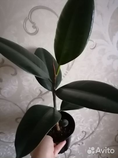 Фикусы сортовые