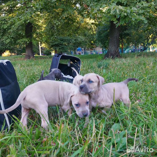 Щенки Прайтера