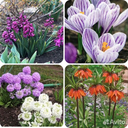 Многолетние садовые цветы