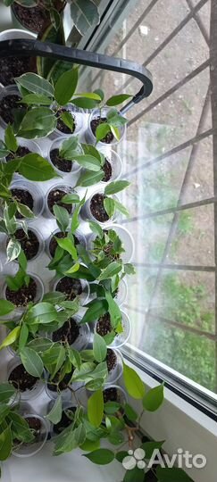 Фикусы бенджамина