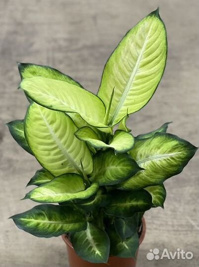 Диффенбахия саммер стайл